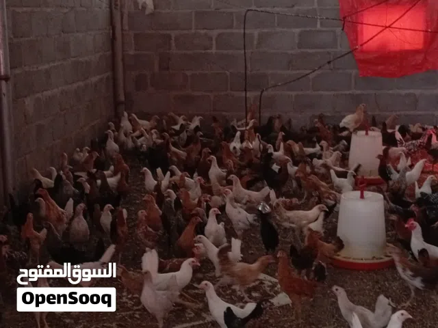 دجاج عماني تهجين فرنسي
