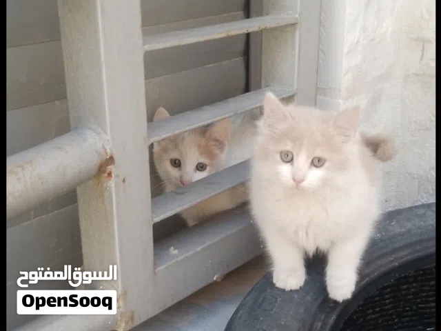 قطة اسمها لطيفة شيرازي ذكية نظيفة