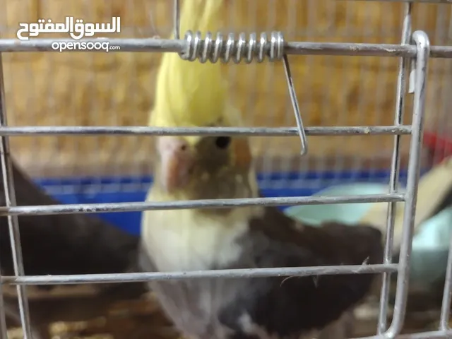 ببغاء كوكتيل للبيع