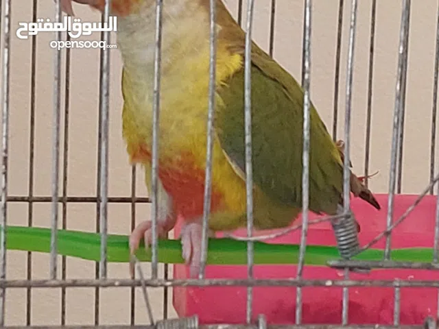 ببغاءجرين شيك