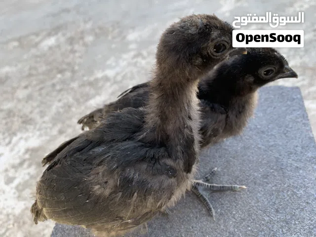 متاح صيصان لمبرجيني عظم اسود للبيع صحه ونظافه بزره صافيه وسلاله نقيه مستورده أعمار من شهر لشهرين