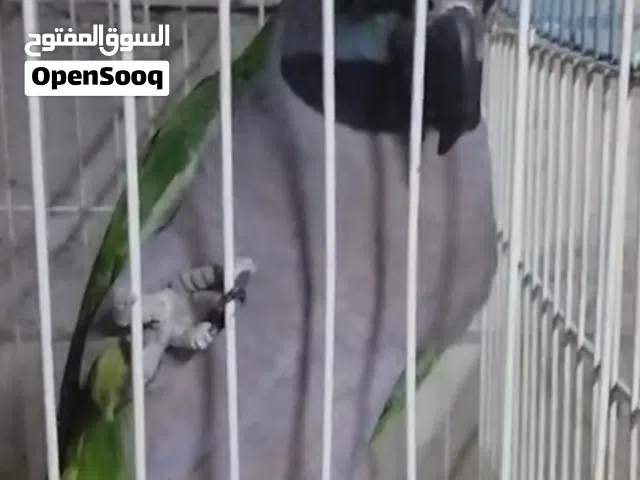 انثى دربيان دبل جامبو متكلمة عشر كلمات تبارك الرحمن