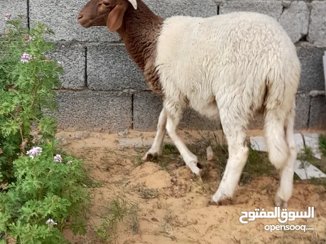خروف وطني ماشاء الله