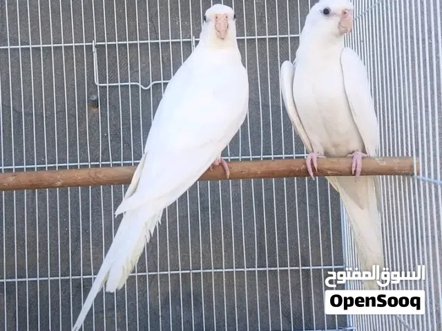 كوبية كوكتيل درجة أولى