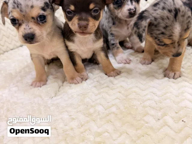 Top quality teacup chihuahuas