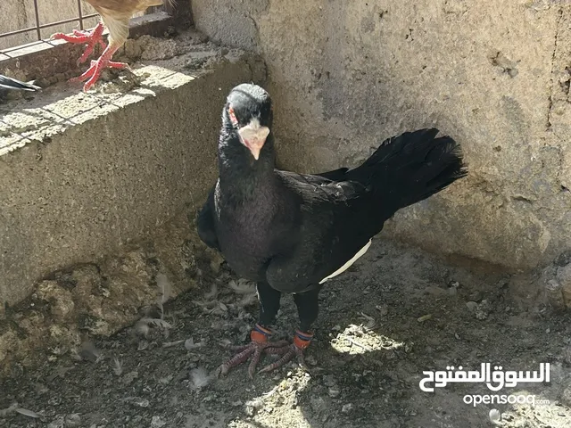 مسود اسود للبيع