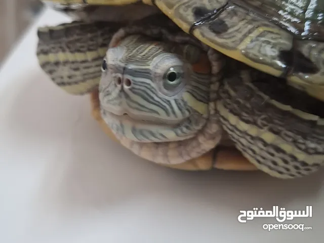 Red eye turtle big size NEGOTIABLE