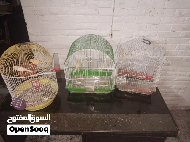 جوز كنار شغال ومعه فراخ عمرهم سبع اشهر