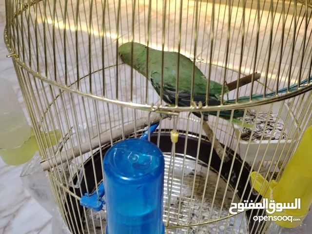 ببغاء دره العمر سنه
