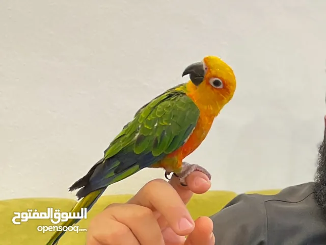 عصفور كنيور صن ربوه
