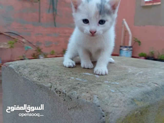 قطة رضيعة انثى عمرها حوالي شهرين