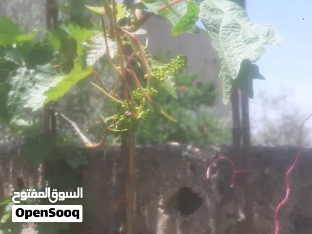 معرشات عنب للبيع في إربد أطوال و احجام كبيره من 2 متر لغاية 4 متر