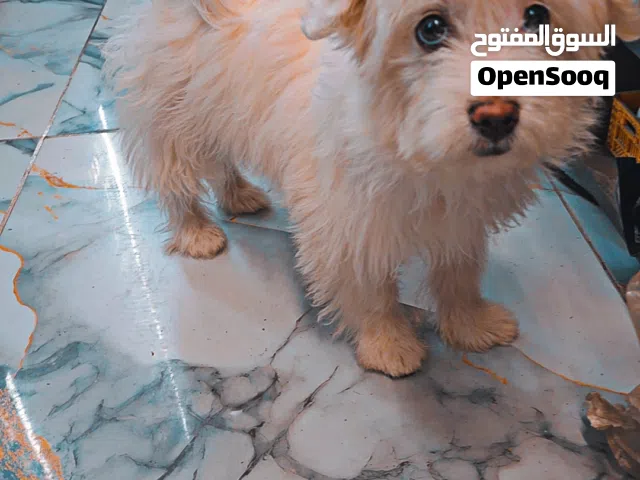 فرنش تيرير لون ابيض
