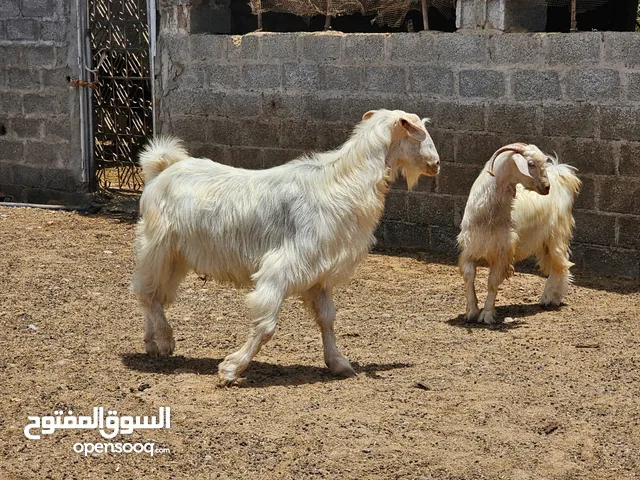 تيس فحل أجلح ضخم من نوادر حلال الجبل الاخضر عمر 4 سنوات وتيس فحل مقرن ب 500 ريال للاثنين