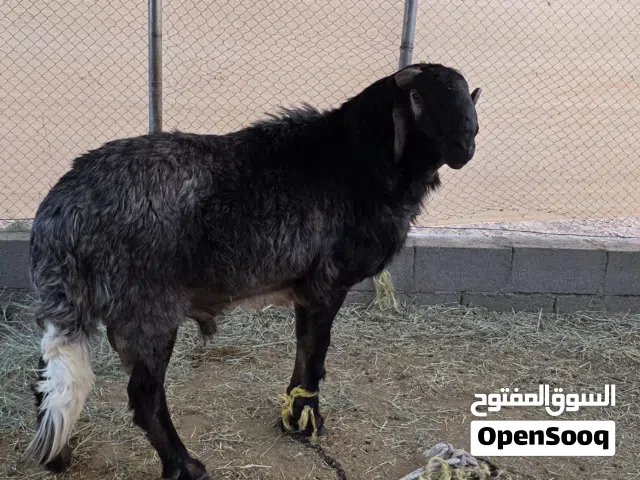 كبش سواكني ضخم ماشاءالله