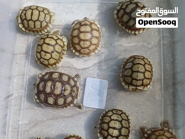 Baby Solcata tortoies