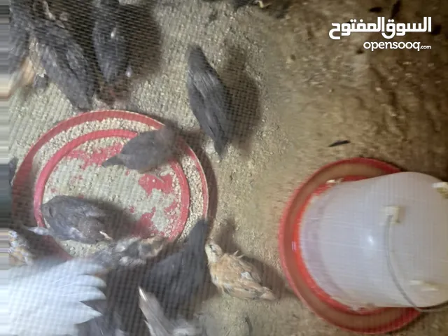 متوفر بعد الصلاة على النبي صوص بلدي مشكل  بلدي عمر شهرو5 ايام عدد 300 على 1.25 دينار الكوم ماخذات مط