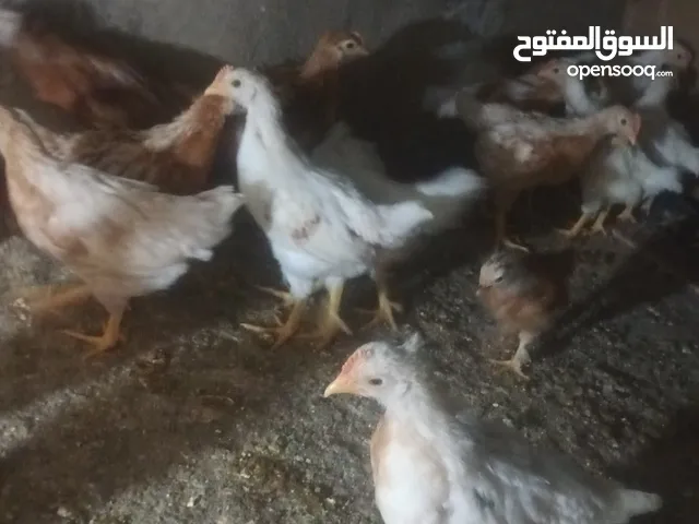 فراخ رجاج لوهمان الاصلي