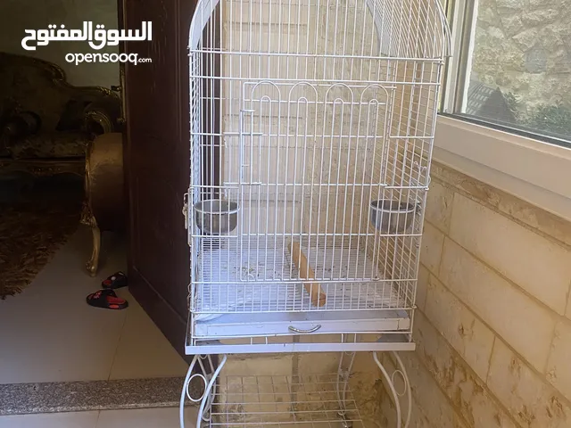 ببغاء كاسكو للبيع