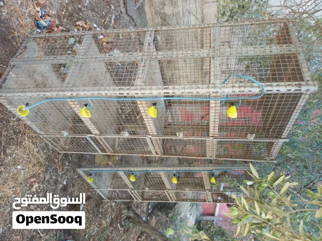 قن حمام وطيور