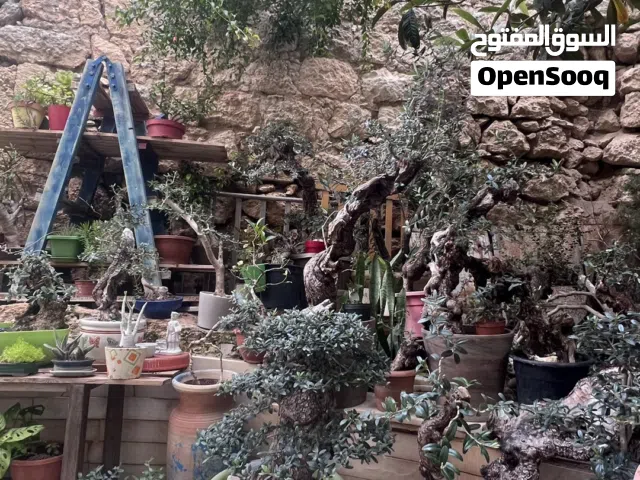 Bonsai mariam