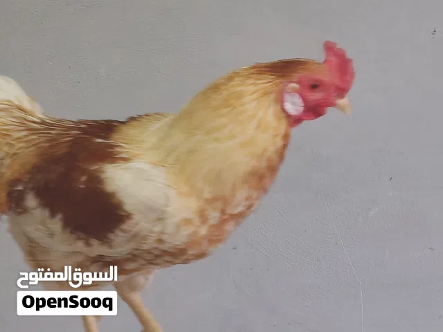 دجاجتين وديك