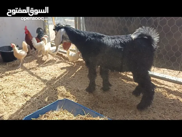تيس عارضي معرف. 6 شهور حار شوير، للإنتاج