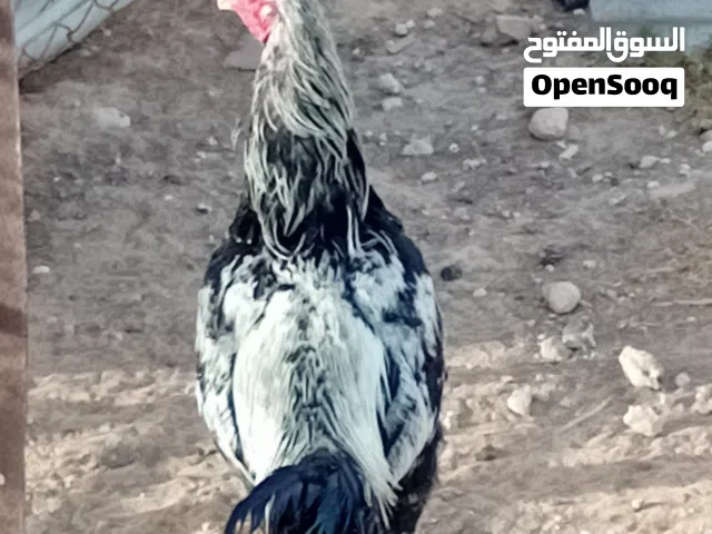 ديك باكستاني بندوق الماني