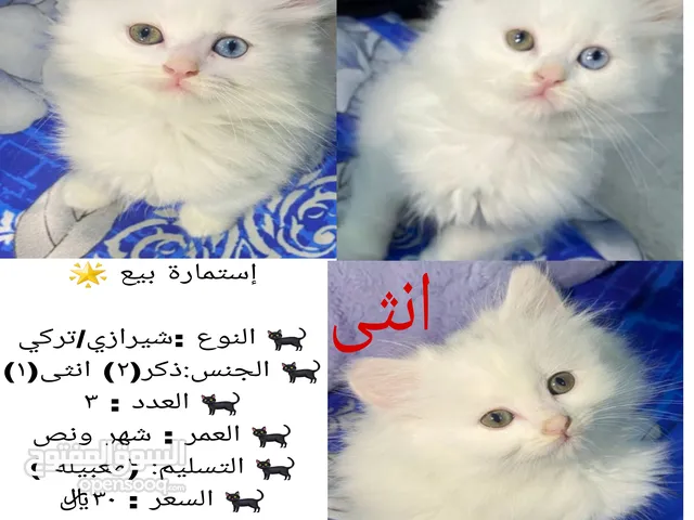 قطط بلون عيون مميزة