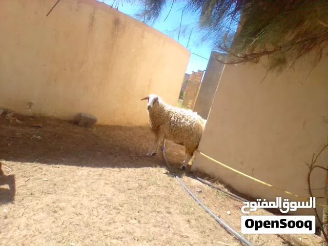نعجة للبيع
