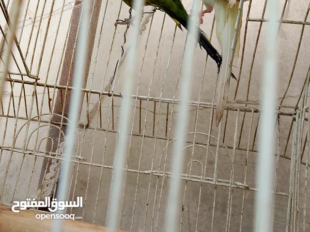 بادجي زوج الأنثى عيون حمر منتج الذكر الاخضر