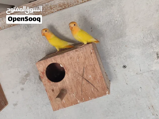 انتاج اورنج عين حمراء   العمر شهرين تقريبا   العدد 7 طروف