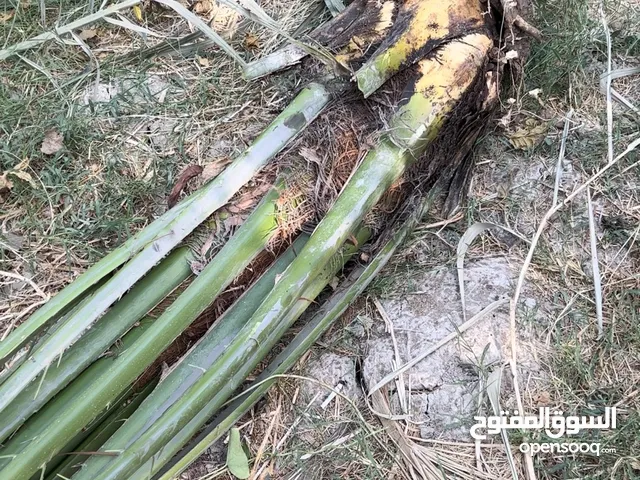 فسائل ونخيل برحي وانواع