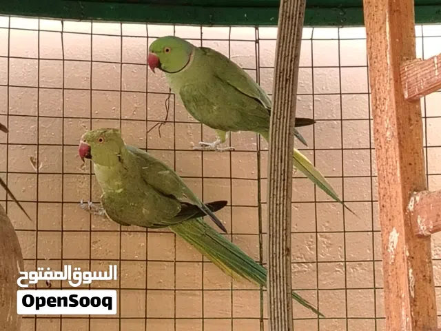 حيونات طيور