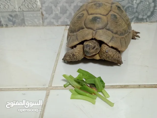 سلحفاه للبيع