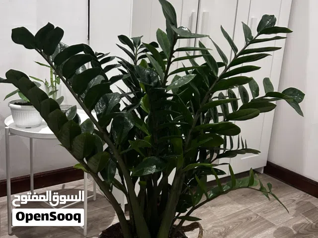 نبتت الزاميا حجم كبير