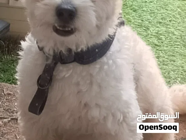 dog male  1 year