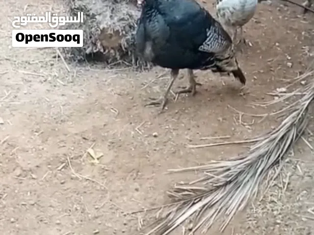 دجاج رومي الحجم كبير