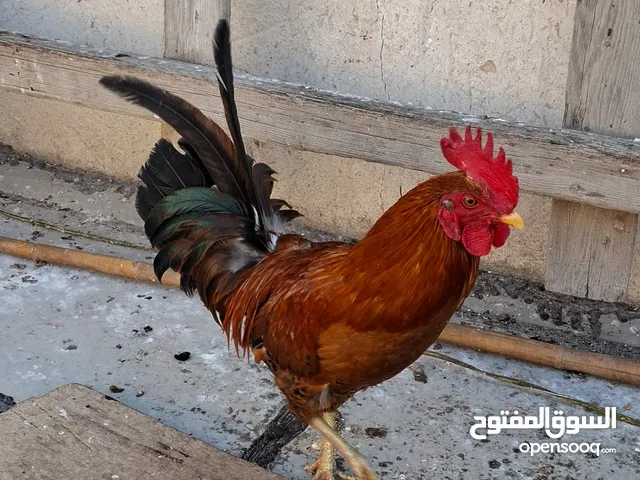 ديج عرب نوع شمسي للبيع