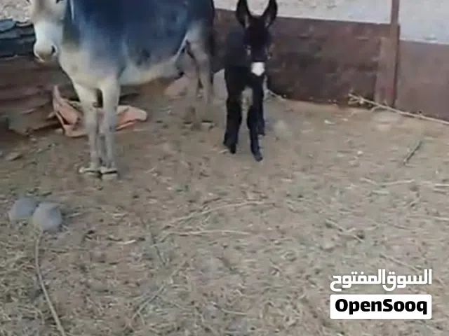 وين الي يدور سلاله عليك بل زين