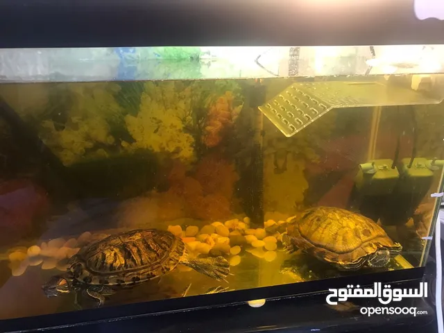 Two red ear slider turtles