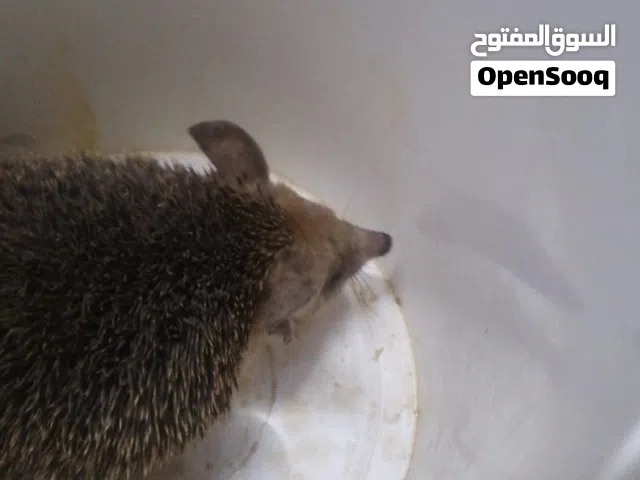 قنفذ ذكر للبيع