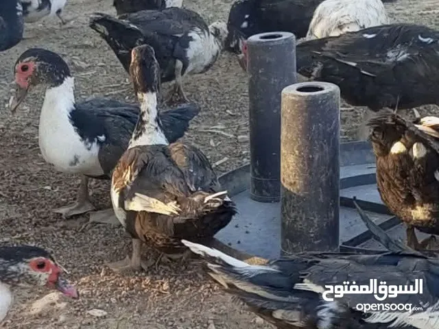 بط بلدي نخب اول بياض صحة ونظافة للبيع كوم واحد مش مفرق العدد 17ثلاث ذكور وباقي اناثي