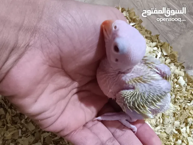 السلام عليكم متوفر درة تبزير عراقي لون اصفر الطير بصحه جيده وياكل ابحده