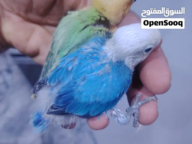 غندور فيشر اوبلاين