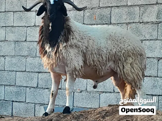 خروف وطني الله يبارك