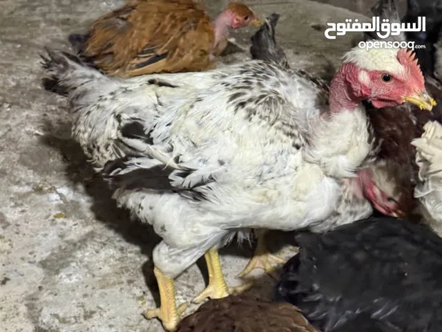 دجاج ابو ركيبة العرب  و فراريج في النجف الاشرف