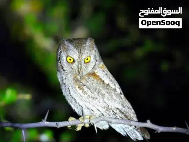 ذكر البو القزم