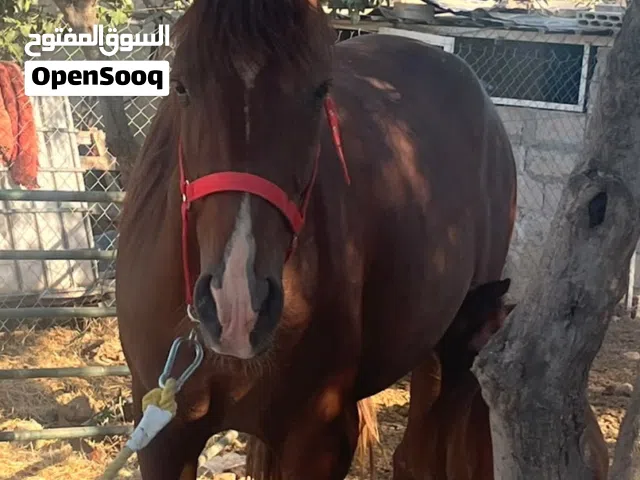 فرس للبيع مع مهرها
