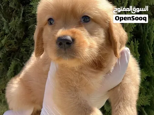 جراء جولدن ريتريفر مميزه ذكور..جميع اللقاحات اللازمه وجرعه الدود ومايكروشيب